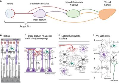 Glia Regulate the Development, Function, and Plasticity of the Visual System From Retina to Cortex